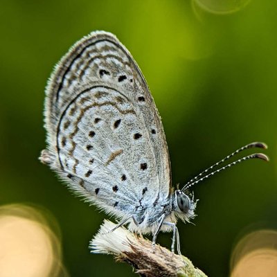 Tiny grass blue 