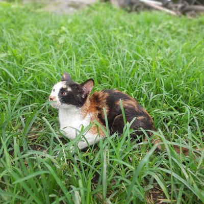 😻