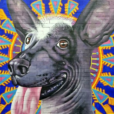 Mexican Xoloitzcuintle