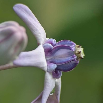 Biduri