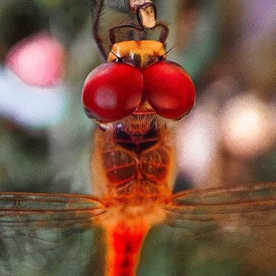 Macro photography 😇