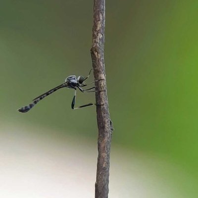 Leptogaster