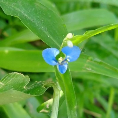 Commelina difussa