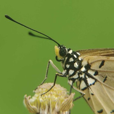 Kupukupu