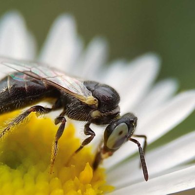 'B' for Bee, 'B' for Beautiful