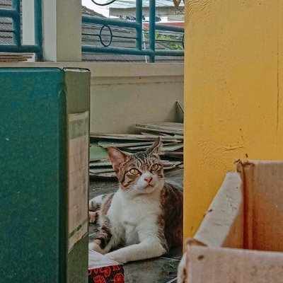 Kadita the Next Top Cat Model