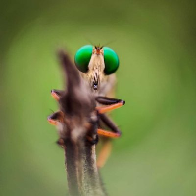 Robber Fly