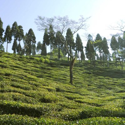 Darjeeling Tea Garden