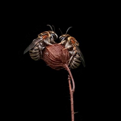 Bees sleeping 😴 