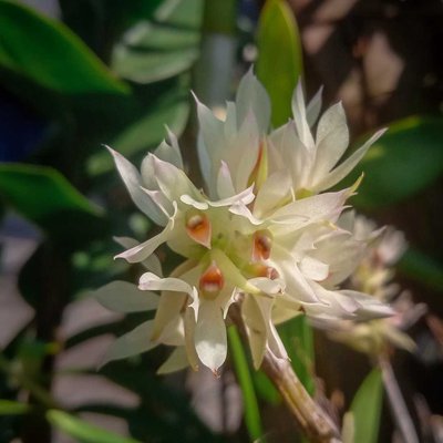 Dendrobium Bracteosum 
