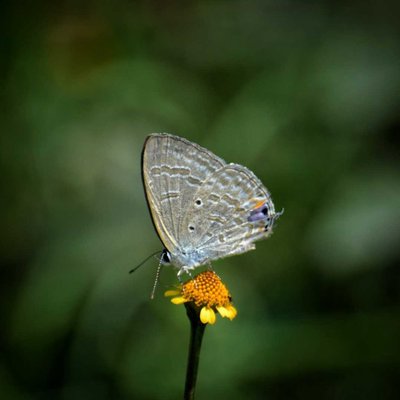Indian Cabbage White