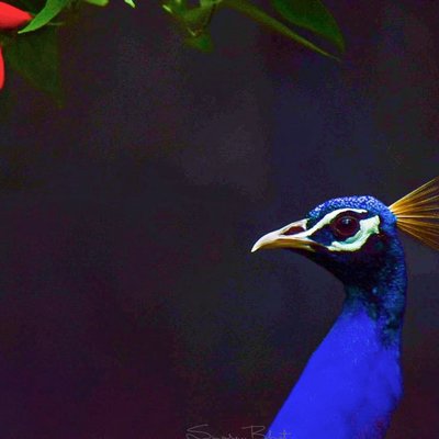 The vibrant ones!