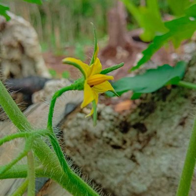 Bunga Tomat