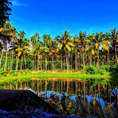 Coconut Palm | 🌴📸