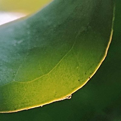 Gelombang Cinta