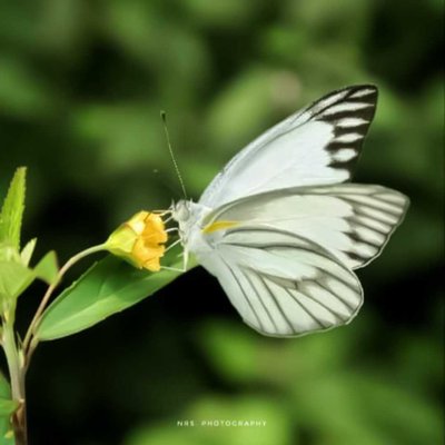 Appias Libythea
