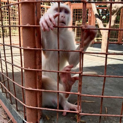 Kera putih Ekor Panjang