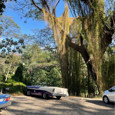 #El bosque