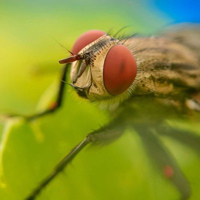 The housefly