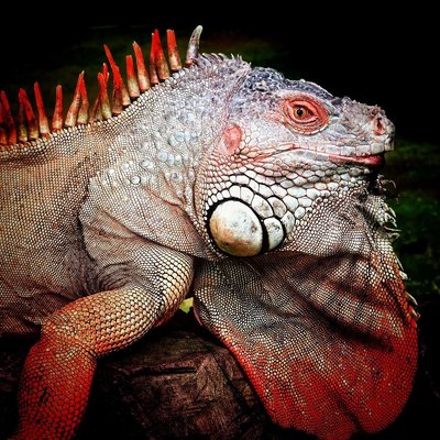 Iguana