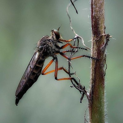 Robber Fly