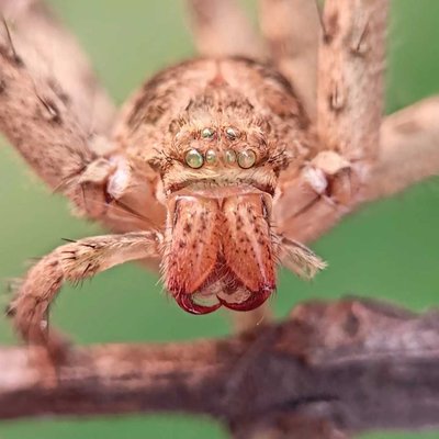 Skin of Huntsman spider. 
