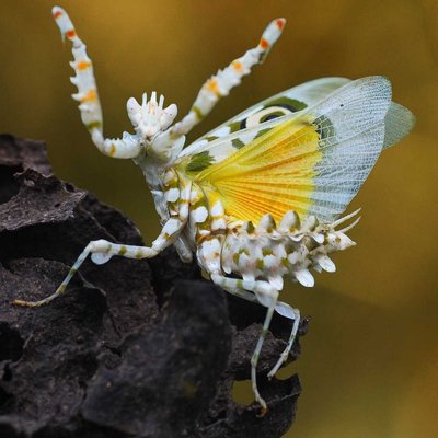 flowers mantis