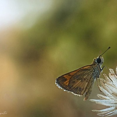 Broad-winged Skipper (Negative Space) 