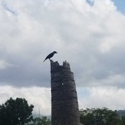 crow 🐦‍⬛