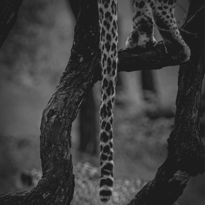  jhalana leopard safari, Jaipur, Rajasthan 