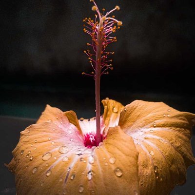 Hibiscus🌺