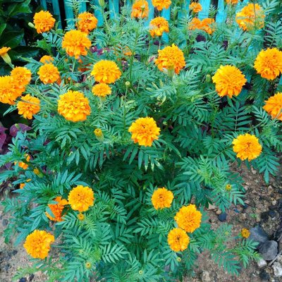 Marigold in full bloom