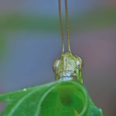 Grasshopper