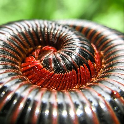 Centipedes || Kaki seribu 