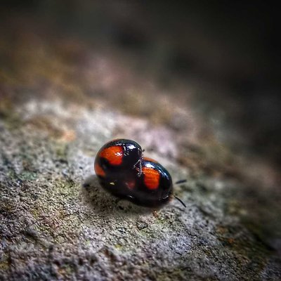 Chilocorus Stigma