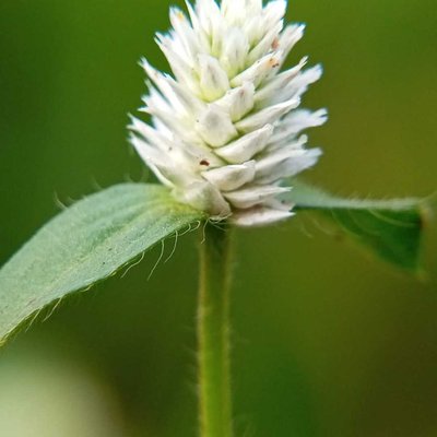 Filoxeroides Alternanthera