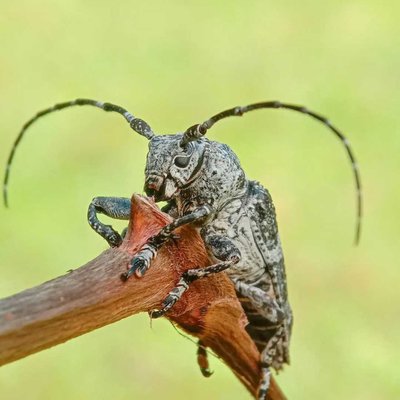 Cerambycidae