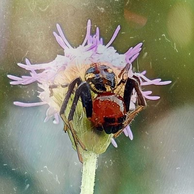 spider art