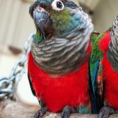 Parrot