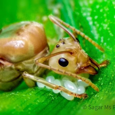 Oecophylla smaragdina