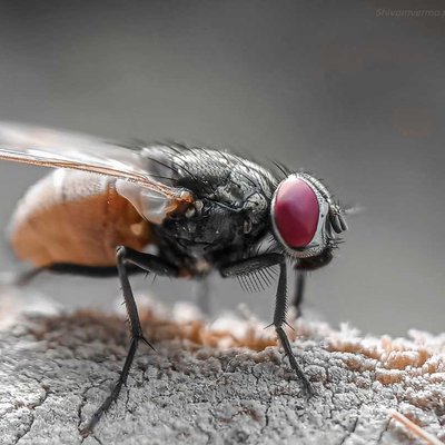 House Fly