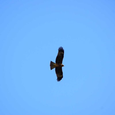 egale 🦅