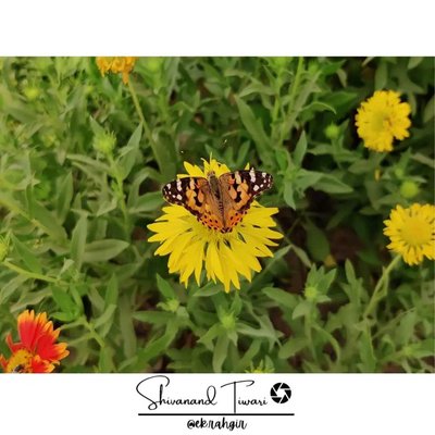 Butterfly🦋🦋