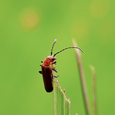 Rhagonycha fulva
