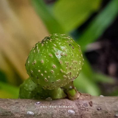 Buah tanaman Ficus (Ara)