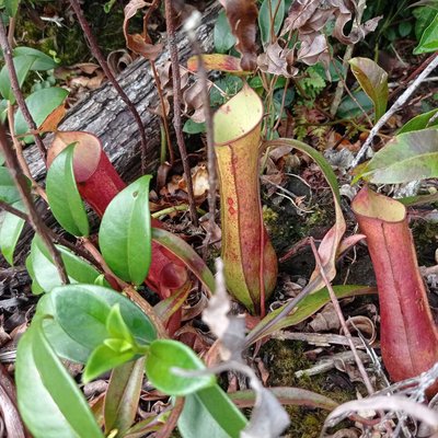 Kantong Semar / Nepenthes