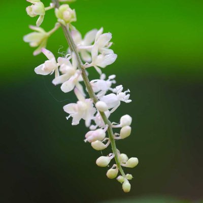 bunga