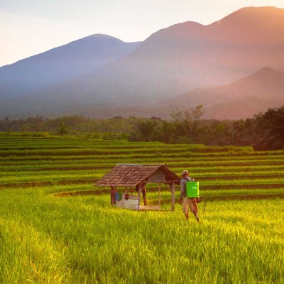 morning light with farmer