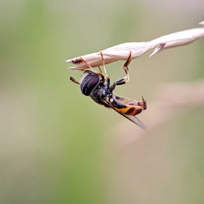 hoverfly