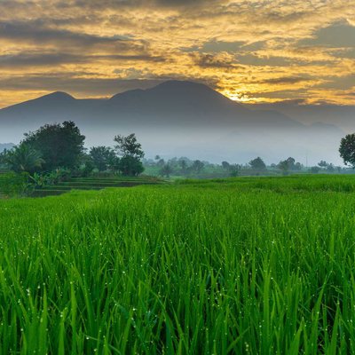 Misty morning at green rice fields